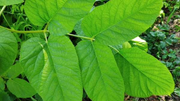 The Solutions Remain Embarrassingly Simple: Plant Trees